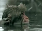 Hot Springs Water GIF via fuckyeah-cuteanimals.tumblr.com