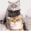 International Cat Day Cats GIF by MOODMAN via cutecatgifs.com