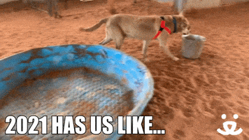 Dog Save Them All GIF by Best Friends Animal Society