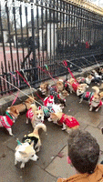 Corgis Congregate At Palace Fence GIF by ViralHog