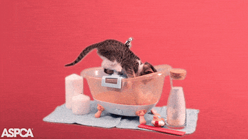 Cat Kitten GIF by ASPCA