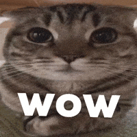 Cat Wow GIF