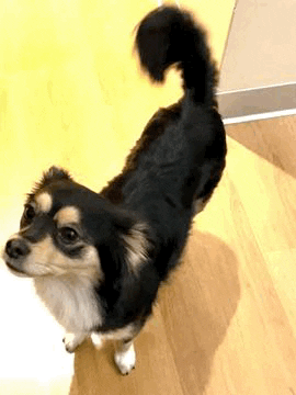Dog GIF
