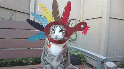cat thanksgiving GIF