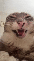Funny Cat GIF