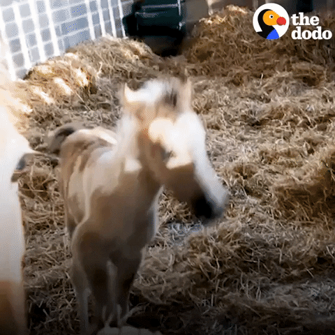 Farm Animals Horses GIF by The Dodo