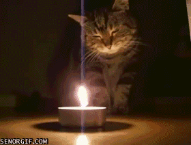 cat touching candle  gif