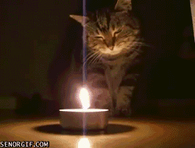 Imbolc Altar 101 - Our Favourite Jubilant Decorations 4 cat touching candle gif
