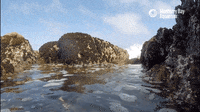 Water Crashing GIF by Monterey Bay Aquarium
