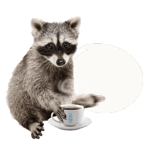 Coffee Waschbär Sticker by bildschnittTV