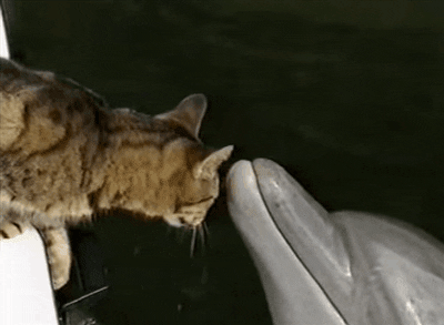 cat dolphin GIF