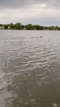 Rare Albino Deer and Friend Swim Across Wisconsin Lake