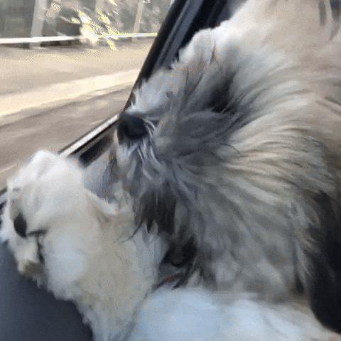 Hot Dog GIF by NZ Collab