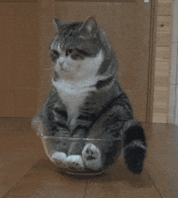 trending GIFs  Cats, Animated gif, Giphy