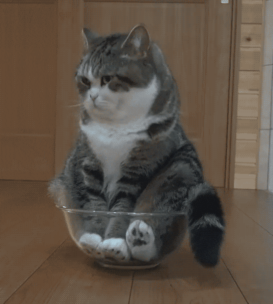 Video gif. Large gray and white cat sits upright in a clear mixing bowl that&#39;s not exactly his size, paws pressed against the inside of the bowl. It flicks its tail, looks up like, &quot;What?&quot; then closes its eyes contently.