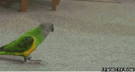 Video gif. Human hand enters the frame and points a finger-gun at a green parrot, who drops onto the carpet floor and rolls onto its back, acting dead.