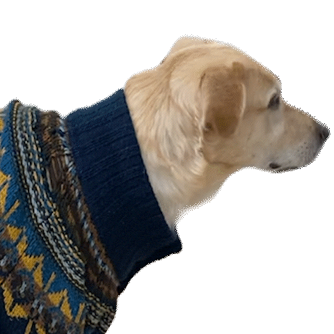 Dog Watching Sticker by klar Werbeagentur GmbH