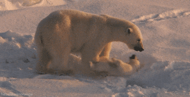 Polar Bear GIF