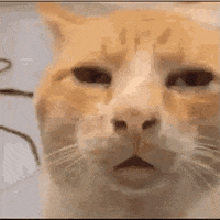 cats beluga Memes & GIFs - Imgflip