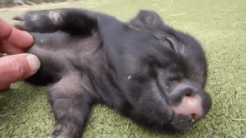 Magiajose pig piglet friendsnotfood GIF
