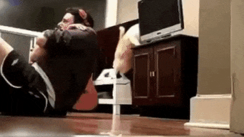 supplementcentre cat funny cat gym fail sit up fail GIF