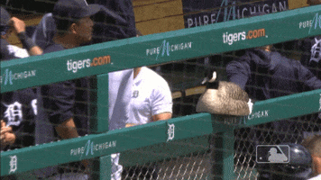 Happy Major League Baseball GIF by Detroit Tigers