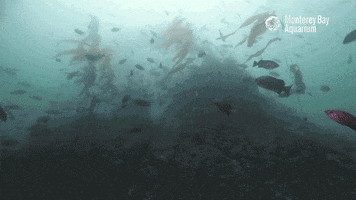Water Swimming GIF by Monterey Bay Aquarium