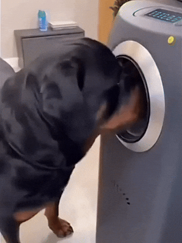 Hairless Dog Rottweiler GIF