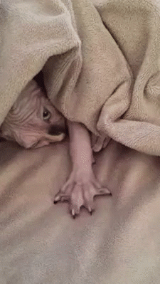 giphy.gif