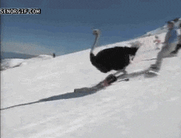 Skiing Seems Legit GIF by Cheezburger - Find & Share on GIPHY