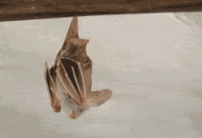 Bat Nature animated GIF