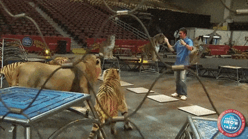 ringling bros tiger GIF by Ringling Bros. and Barnum & Bailey
