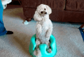 Video gif. A small white poodle sits upright in a child's toilet seat, cocking its head side to side in an amusing way.