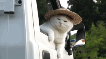 Straw Hat Cat GIF