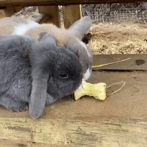 Bunnies GIF