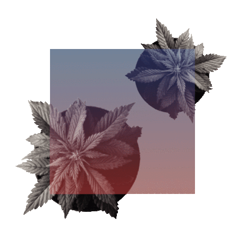 Weed Cannabis Sticker by Lift & Co.