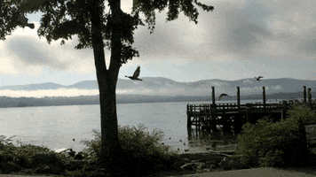 Hudson River Water GIF by erica shires