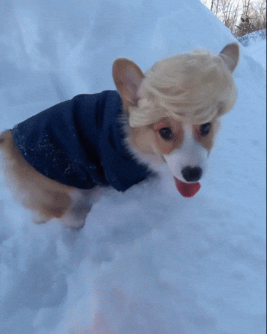 Corgi Corgilove GIF