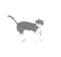 Cat Sticker