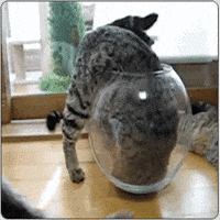 cats bowl GIF