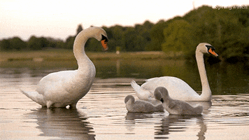family uk GIF by BBC Earth