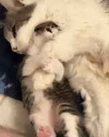 Cats Snuggling GIF by JustViral