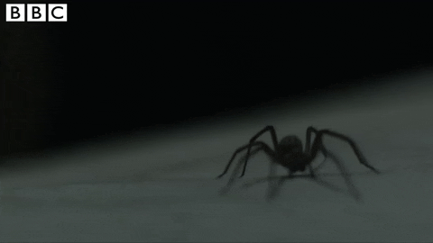 giant australian spider gif