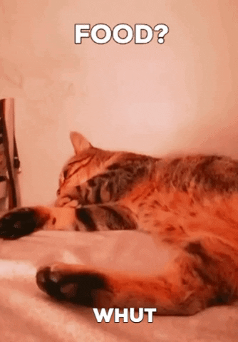 Cat GIF