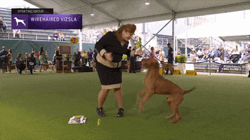 Happy Jump Jump Jump GIF by Westminster Kennel Club