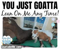 I Care Love You GIF by Goatta Be Me Goats! Adventures of Pumpkin, Cookie and Java!