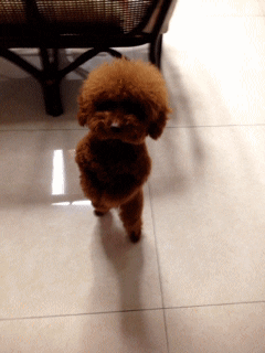 Video gif. A miniature poodle stands on their hind legs and wobbles around to keep their balance. Their two front paws are bent at the front and it looks like they're doing the two-step as they perform for their treat.