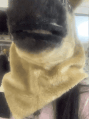 Iwu Horseplay GIF