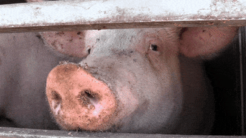 benoitvandenbroeck animal rights vlees varkens varkensvlees GIF