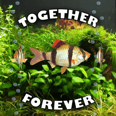 Together Forever Aquarium GIF